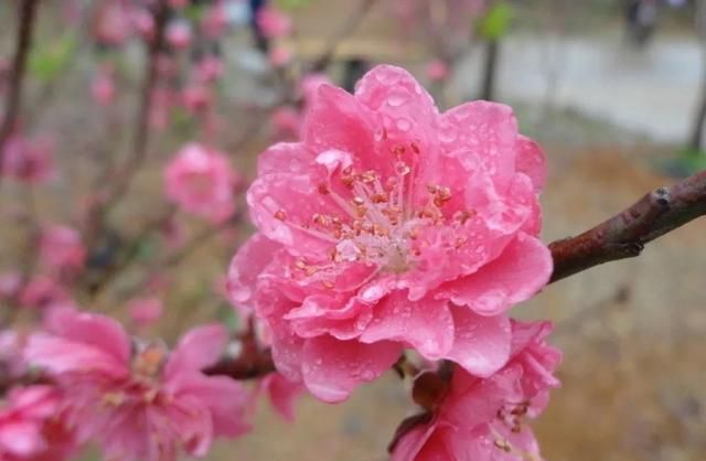 分享图片：桃花朵朵开，欢喜迎春来