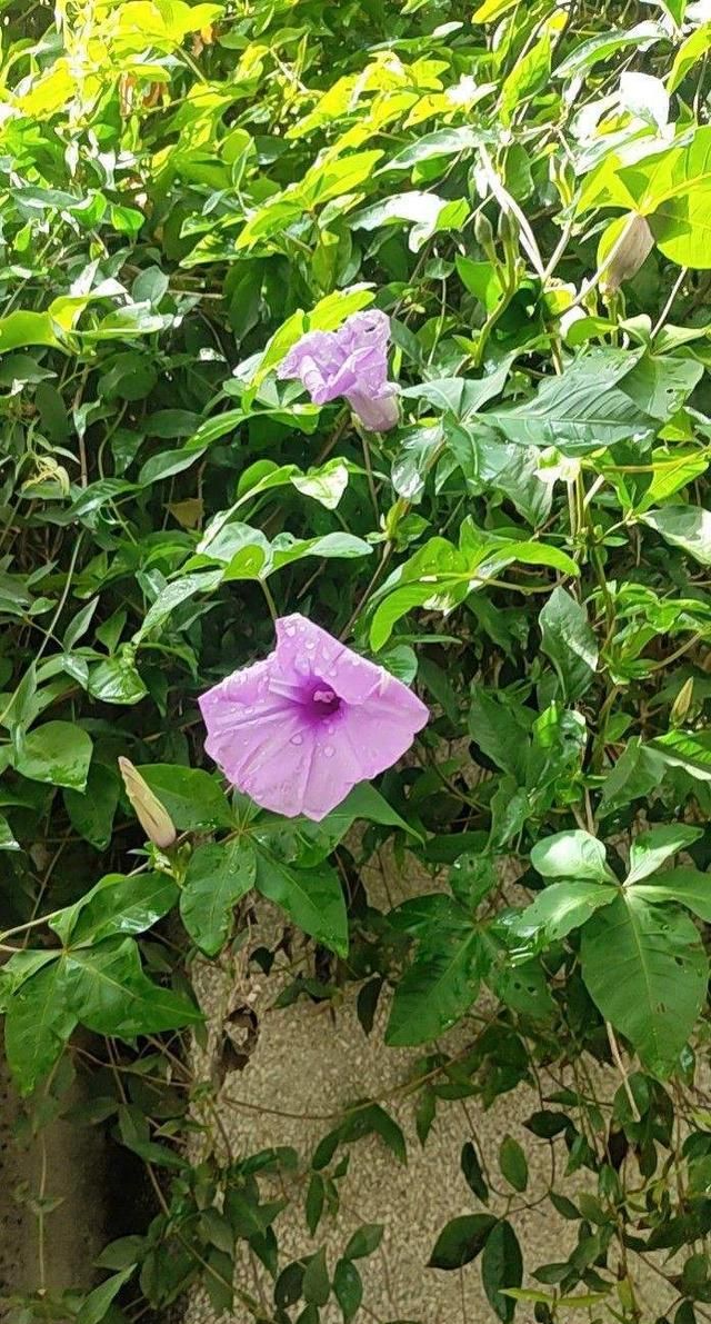 五爪金龙开花神似喇叭花，但是繁殖能力超强，一不小心就长满家