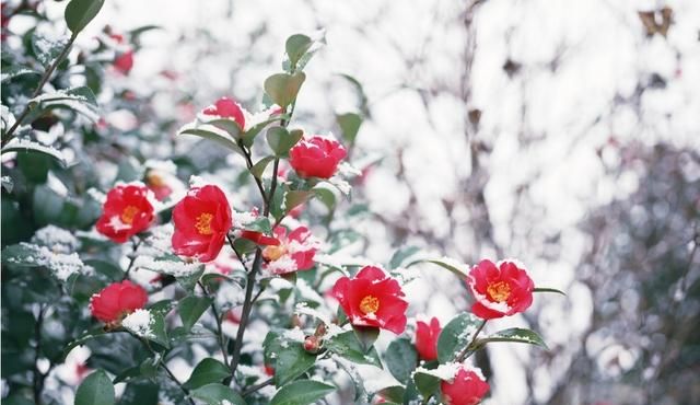 山茶花——花语代表着；希望爱你直到生命结束，就是你理想的爱