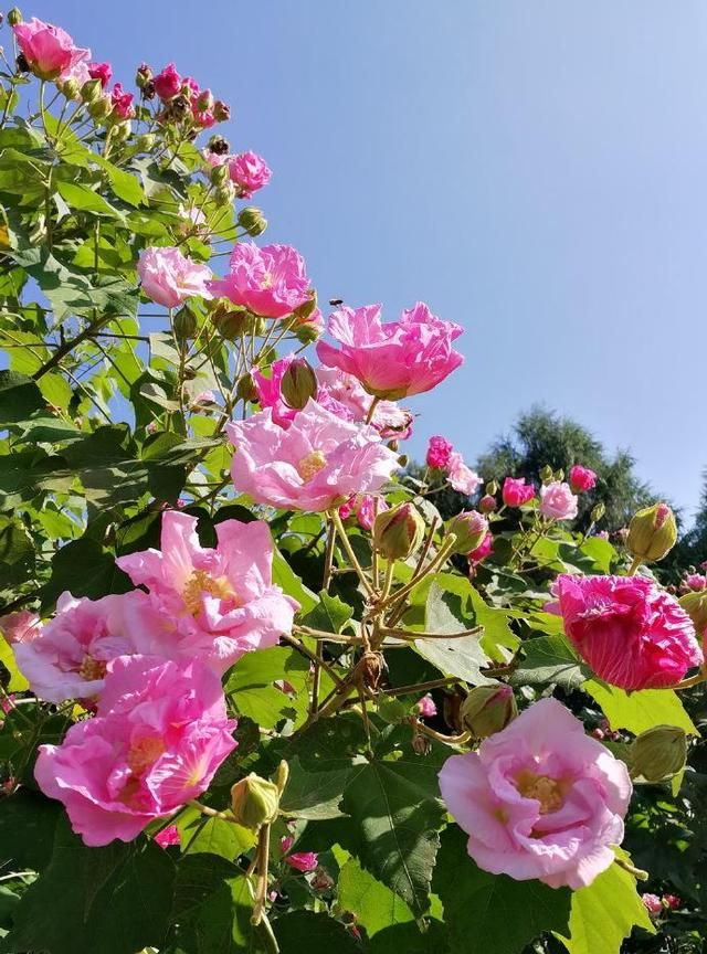 芙蓉花小知识！它几月开花，开多少次，你知道吗？