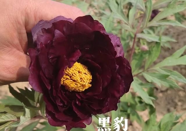 唯有牡丹真国色，花开时节动京城！牡丹花的品种你知道多少？