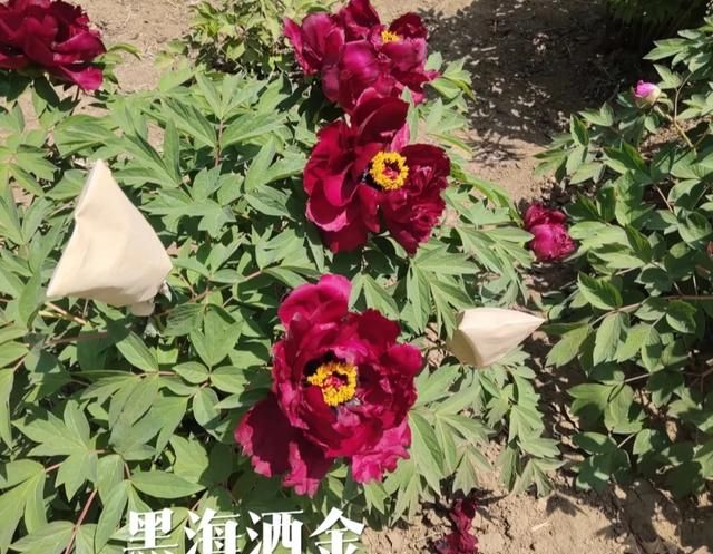 唯有牡丹真国色，花开时节动京城！牡丹花的品种你知道多少？