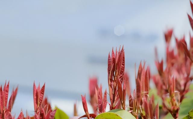 这5种紫红色植物，公园里常见，观赏性极强