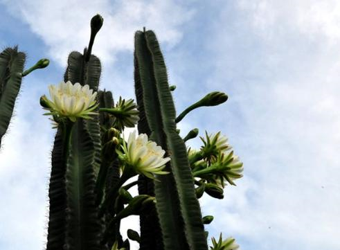 一棵仙人掌，身高两米八，3个小要点，开满“白莲花”