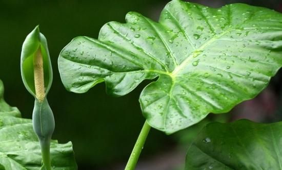 植物黄叶太丑了，滴水观音为何老是黄叶？这里的方法帮你解决！