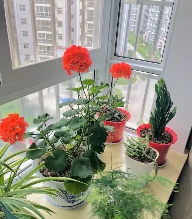 5种“观花植物”，一盆开千朵，漂亮不娇气，养花高手都爱它