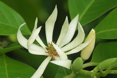 白兰花花语，兰花草的花语图1