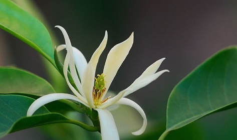 白兰花花语，兰花草的花语图2