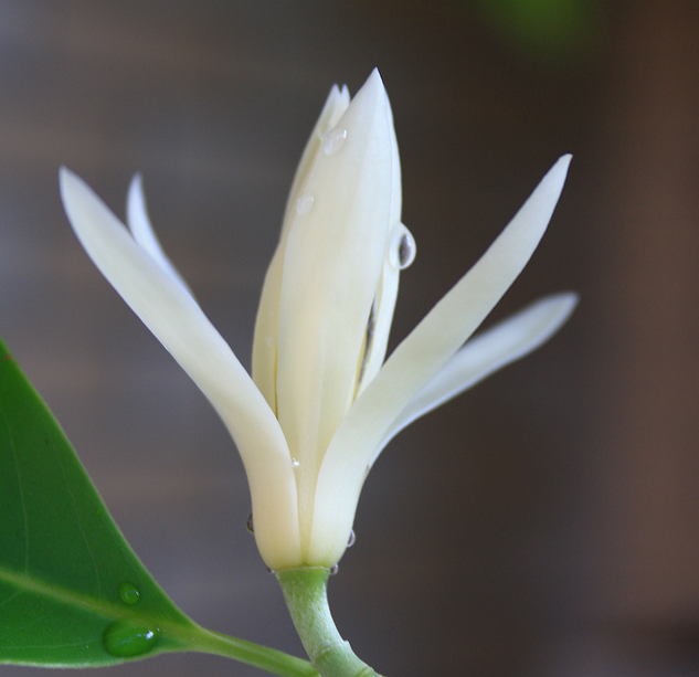 白兰花花语，兰花草的花语图5