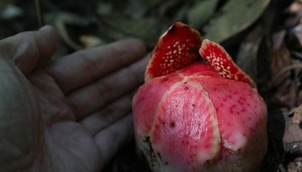 神奇植物在哪里？看云南西双版纳热带雨林中的寄生花