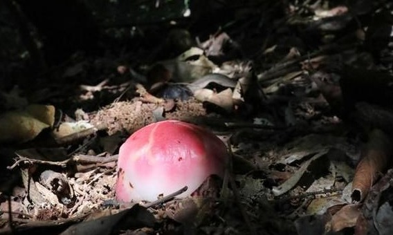 神奇植物在哪里？看云南西双版纳热带雨林中的寄生花