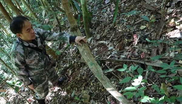 神奇植物在哪里？看云南西双版纳热带雨林中的寄生花