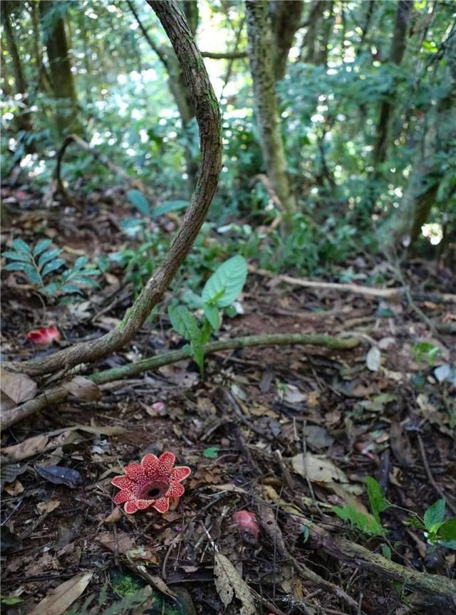 神奇植物在哪里？看云南西双版纳热带雨林中的寄生花