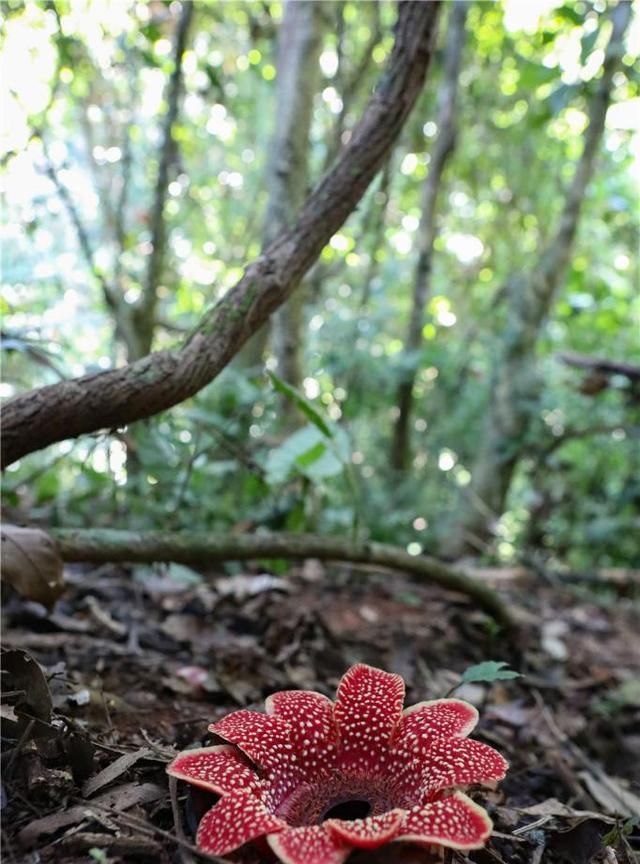 神奇植物在哪里？看云南西双版纳热带雨林中的寄生花