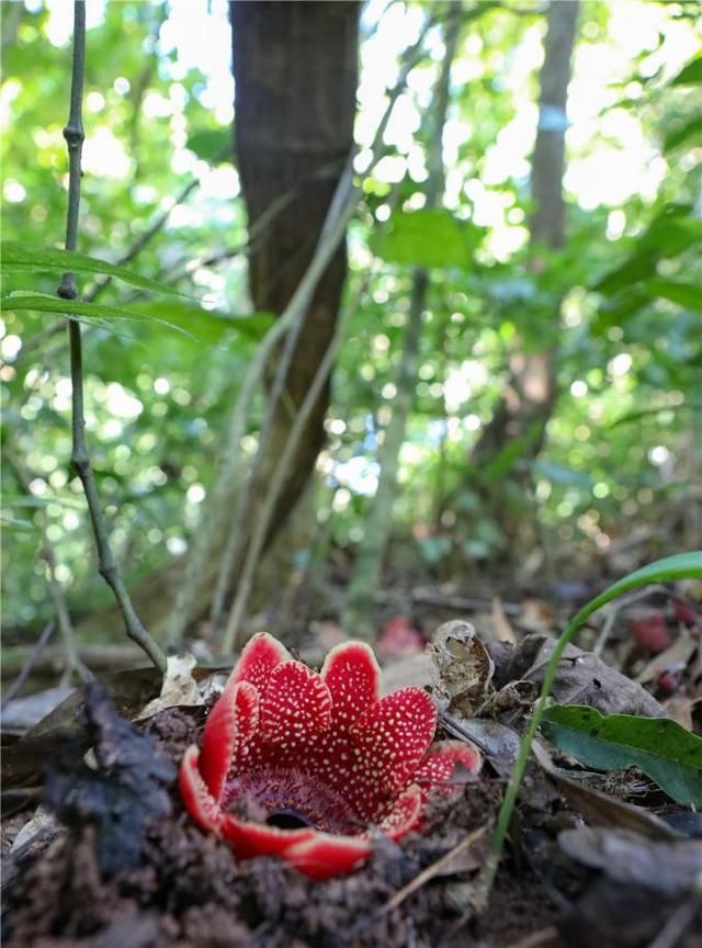 神奇植物在哪里？看云南西双版纳热带雨林中的寄生花