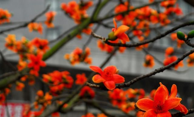 全国各市的市花，总有一款惊艳到你！你家乡是什么花？