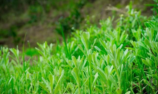 55种野菜大图片，带你见识不同的野菜和吃法，你想要的野菜这里有