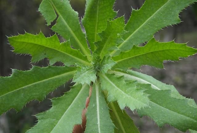 55种野菜大图片，带你见识不同的野菜和吃法，你想要的野菜这里有