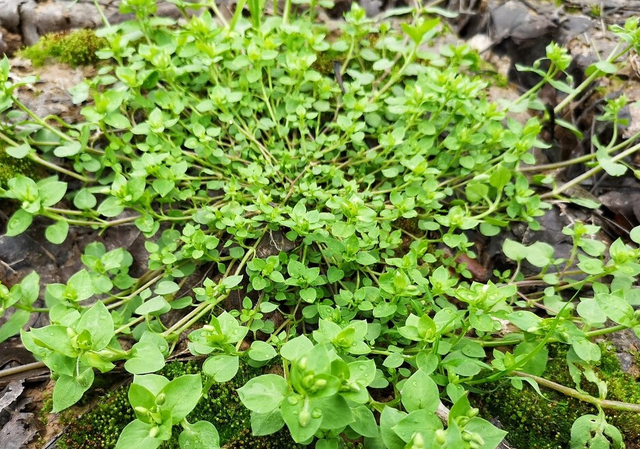 55种野菜大图片，带你见识不同的野菜和吃法，你想要的野菜这里有