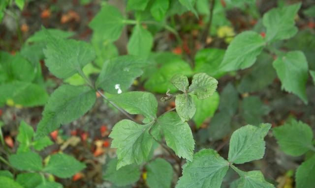 55种野菜大图片，带你见识不同的野菜和吃法，你想要的野菜这里有