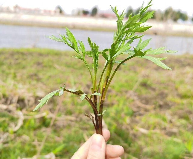 55种野菜大图片，带你见识不同的野菜和吃法，你想要的野菜这里有