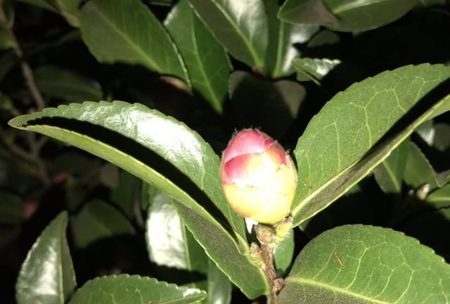 原创：夜间的山茶花悄然再次开放，惊艳了百花凋零的深秋