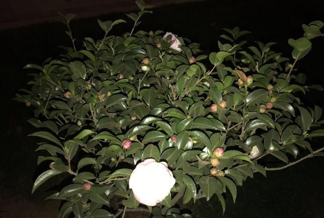 原创：夜间的山茶花悄然再次开放，惊艳了百花凋零的深秋