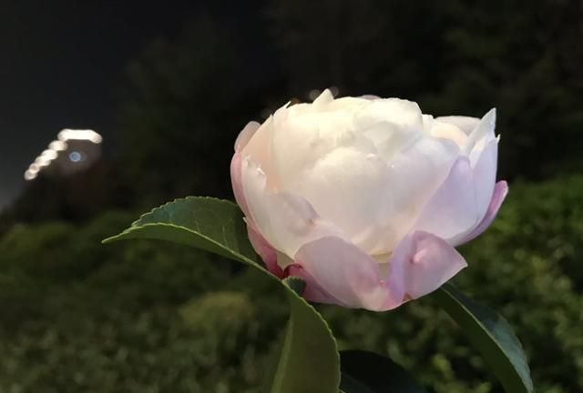 原创：夜间的山茶花悄然再次开放，惊艳了百花凋零的深秋