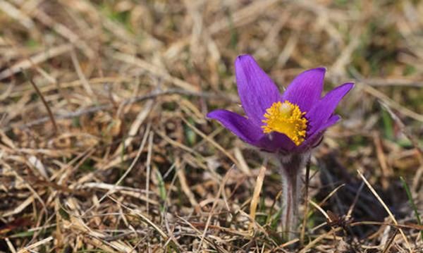 农村有一种花叫“白头翁花”，自身散发魅力价值高，现在少见