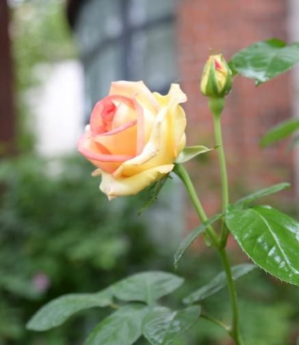 月季花是什么颜色，月季花有几种颜色分别是什么图7