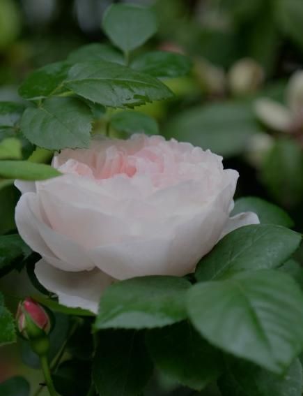 月季花是什么颜色，月季花有几种颜色分别是什么图10