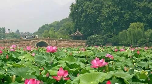 荷花是什么时候开的，荷花一般什么时候开花图5