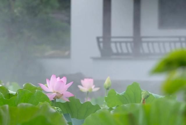 在古诗词中，荷花的别称是这般浪漫