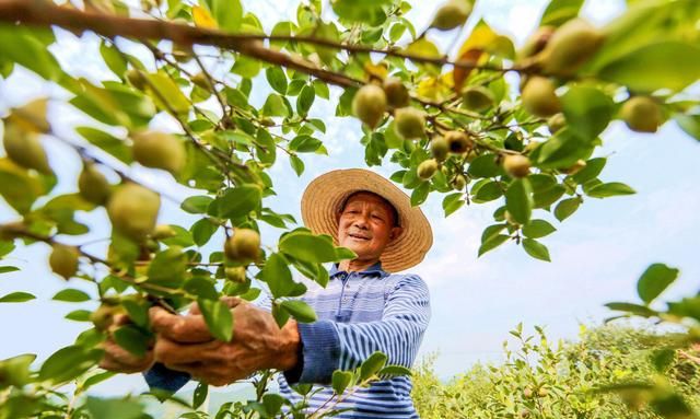 油茶大树嫁接关键技术的优化