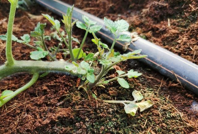 番茄种子太贵，种植成本高该咋办？教你学会两招，简单又实用