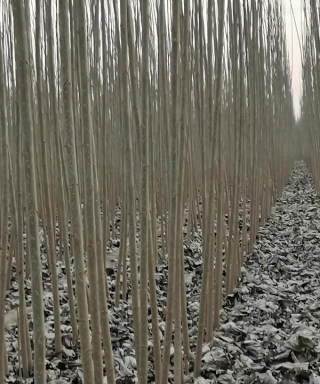 今年最新杨树苗价格