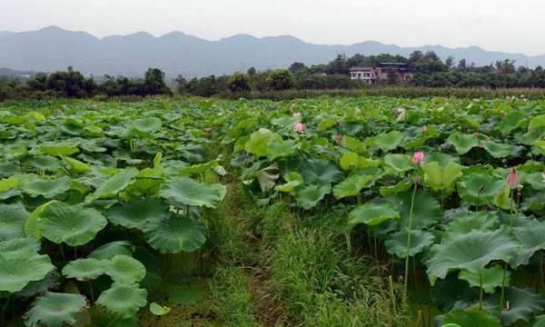 莲藕什么时候种植合适？高产莲藕需掌握的种植方法