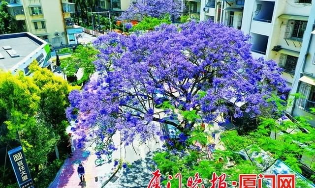 一城春色半城花！厦门全年深度赏花攻略来了→