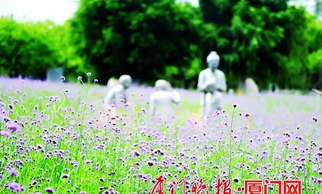 一城春色半城花！厦门全年深度赏花攻略来了→