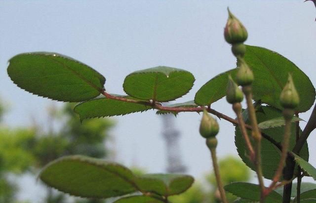 中药材月季花