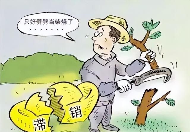 银杏到底怎么了？昔日“千金难求”，如今沦落到：给钱就卖