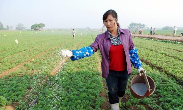 常见氮肥可分为3种，哪种氮肥使用效果好？别再盲目只用尿素了