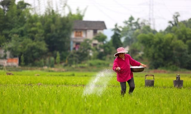 常见氮肥可分为3种，哪种氮肥使用效果好？别再盲目只用尿素了