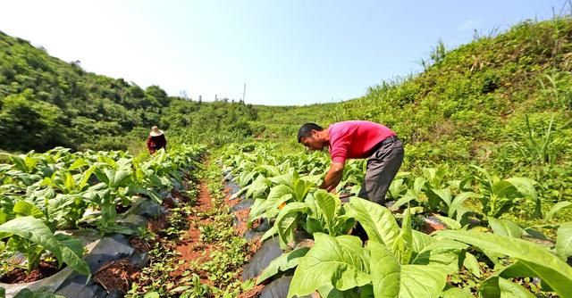 常见氮肥可分为3种，哪种氮肥使用效果好？别再盲目只用尿素了