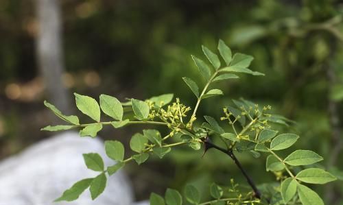 花椒怎么种？花椒全套栽培技术详解！