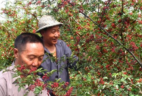 花椒怎么种？花椒全套栽培技术详解！