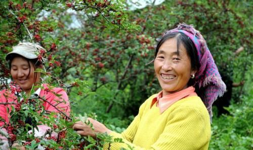 花椒怎么种？花椒全套栽培技术详解！