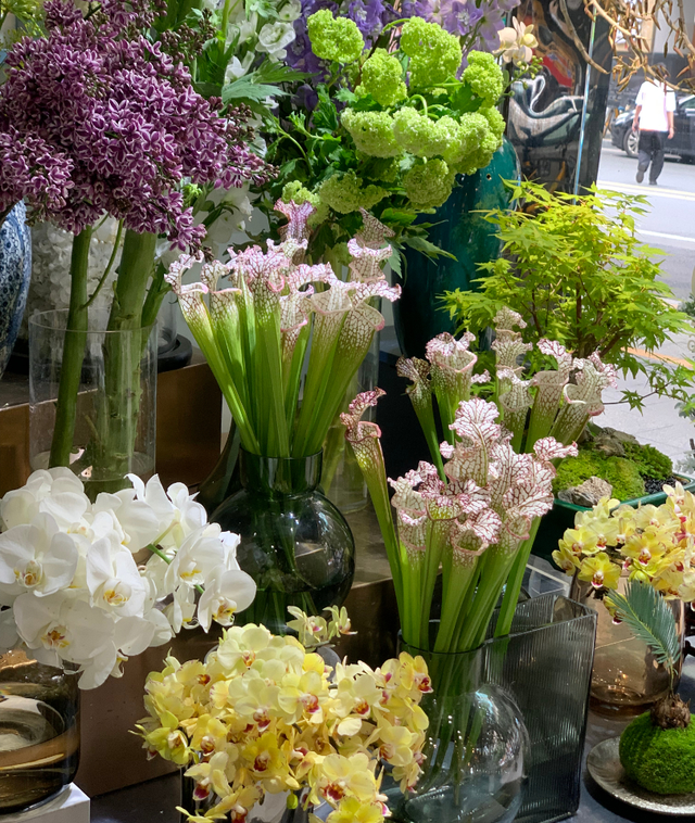 靓丽多图！这些艺术性、高颜值的年宵花，助两家花店冲击百万营业额