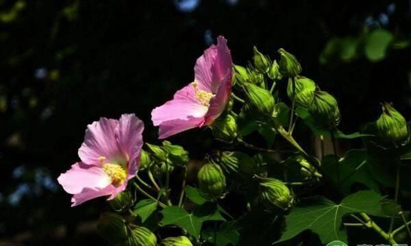 芙蓉花几月开花？如何进行养护？