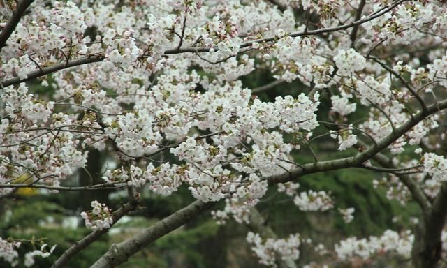 这5种花，是春天的代表性花草，种上几株，满满的春天气息